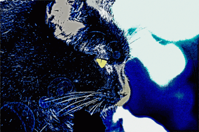 Black-Cat-Blue-Moon2.gif